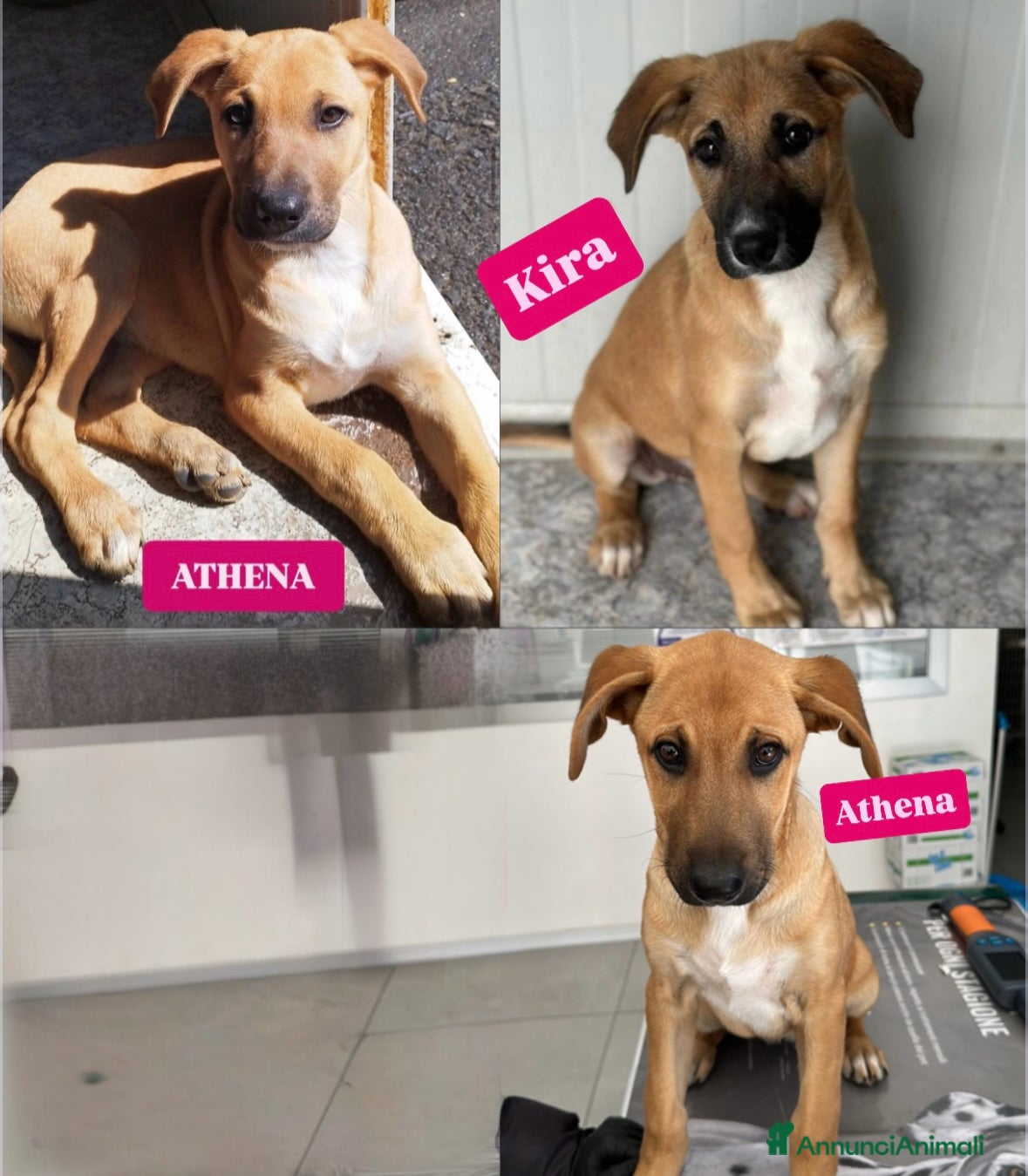Meticcio cani MERAVIGLIE CERCANO CASA - Annuncio 5