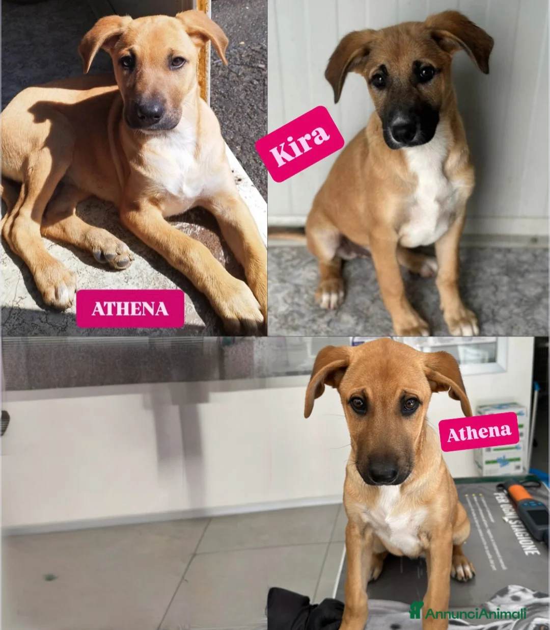 Meticcio cani in regalo: MERAVIGLIE CERCANO CASA - Annuncio 1