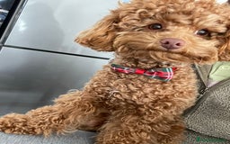 Barboncino Toy cani per accoppiamento: Barboncino Toy - Immagine 1