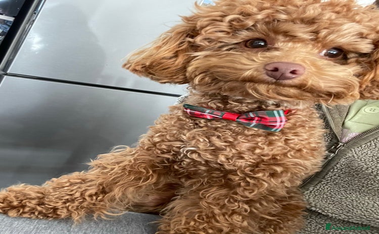 Barboncino Toy cani - Annuncio 3