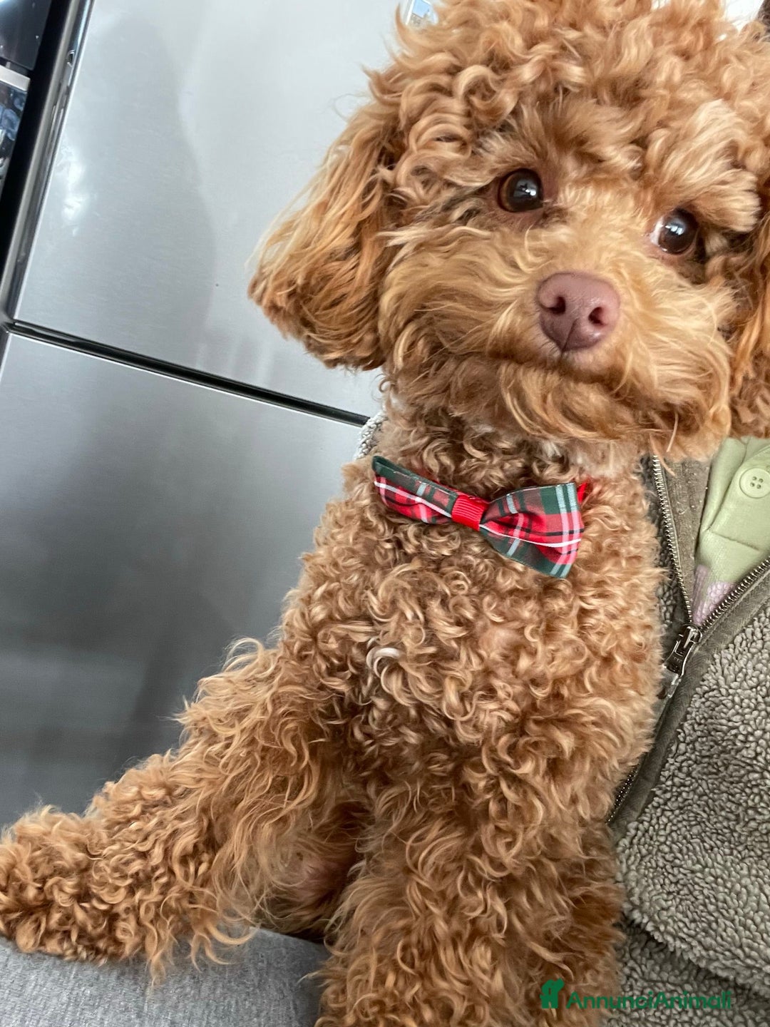 Barboncino Toy cani per accoppiamento: Barboncino Toy - Immagine 1