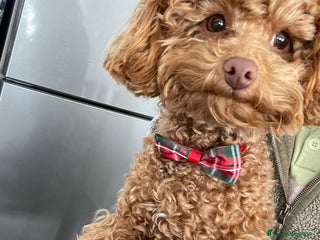 Barboncino Toy cani Barboncino Toy - Annuncio 3