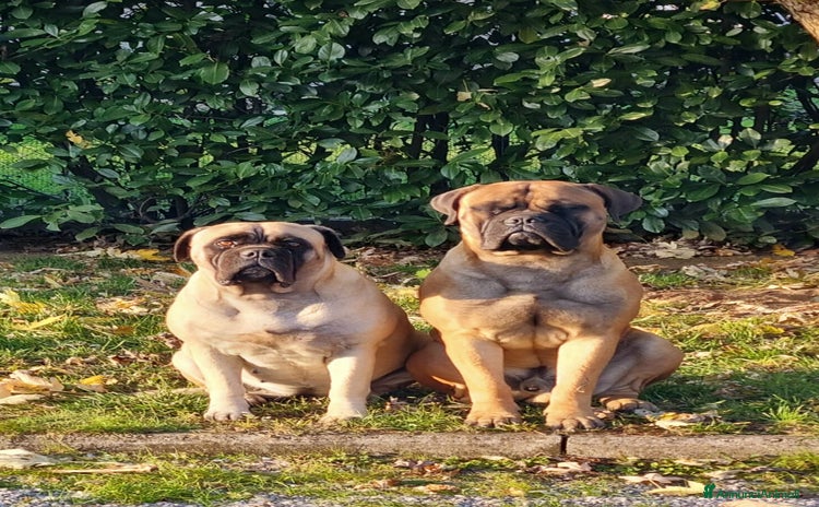 Bullmastiff cani a Provincia di Arezzo - Annuncio 1
