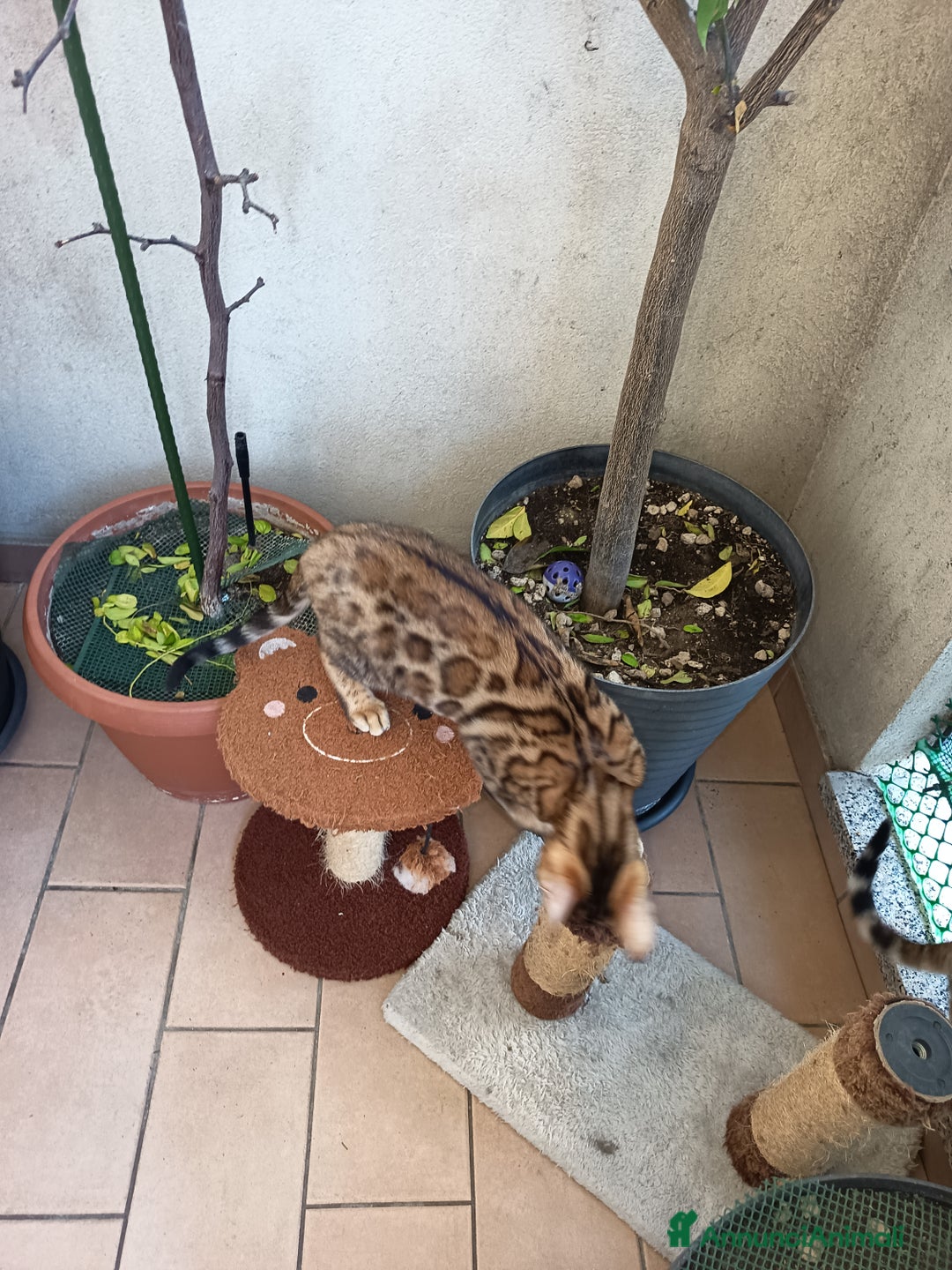 Bengala gatti in vendita: Dolcissimo maschietto di una stupenda colorazione  - Annuncio 5