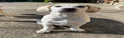 Meticcio cani in regalo: 7cuccioli 3mesi e 1/2 buttati via ..CATANIA SOS  - Annuncio 2