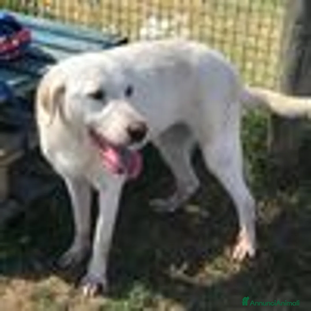 Labrador cani in regalo: Boston, simil labrador dagli occhi dolcissimi a Provincia di Latina - Annuncio 11