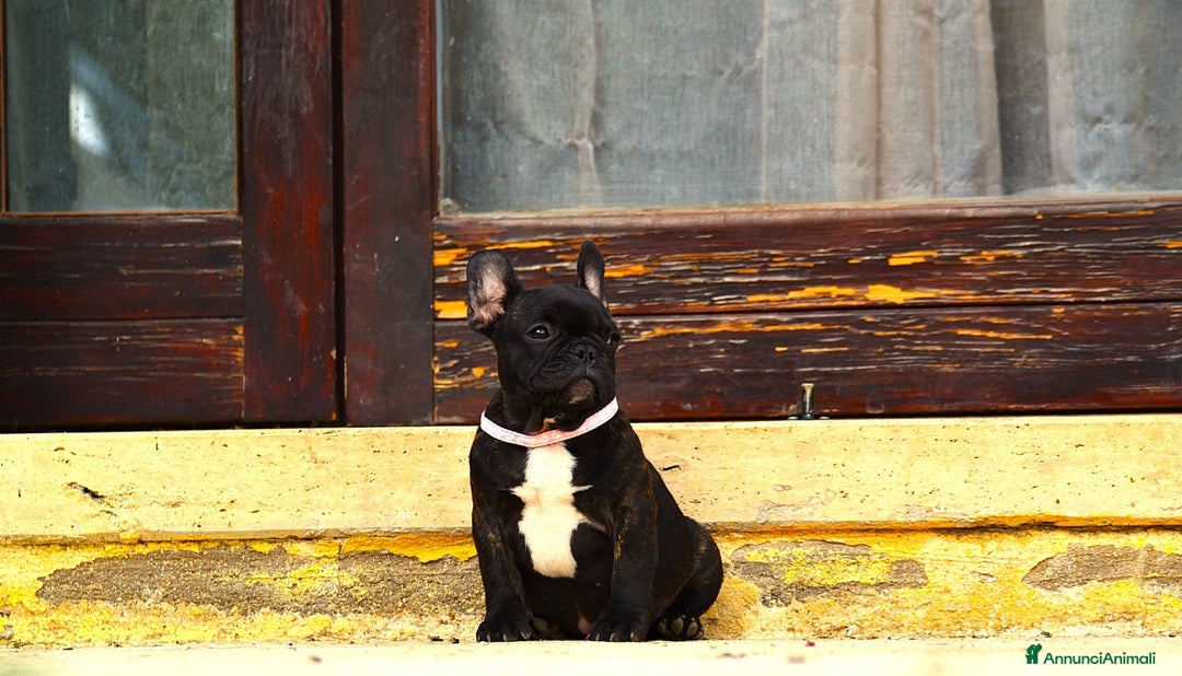 Bulldog Francese cani in vendita: Femmina Bringee  - Annuncio 4