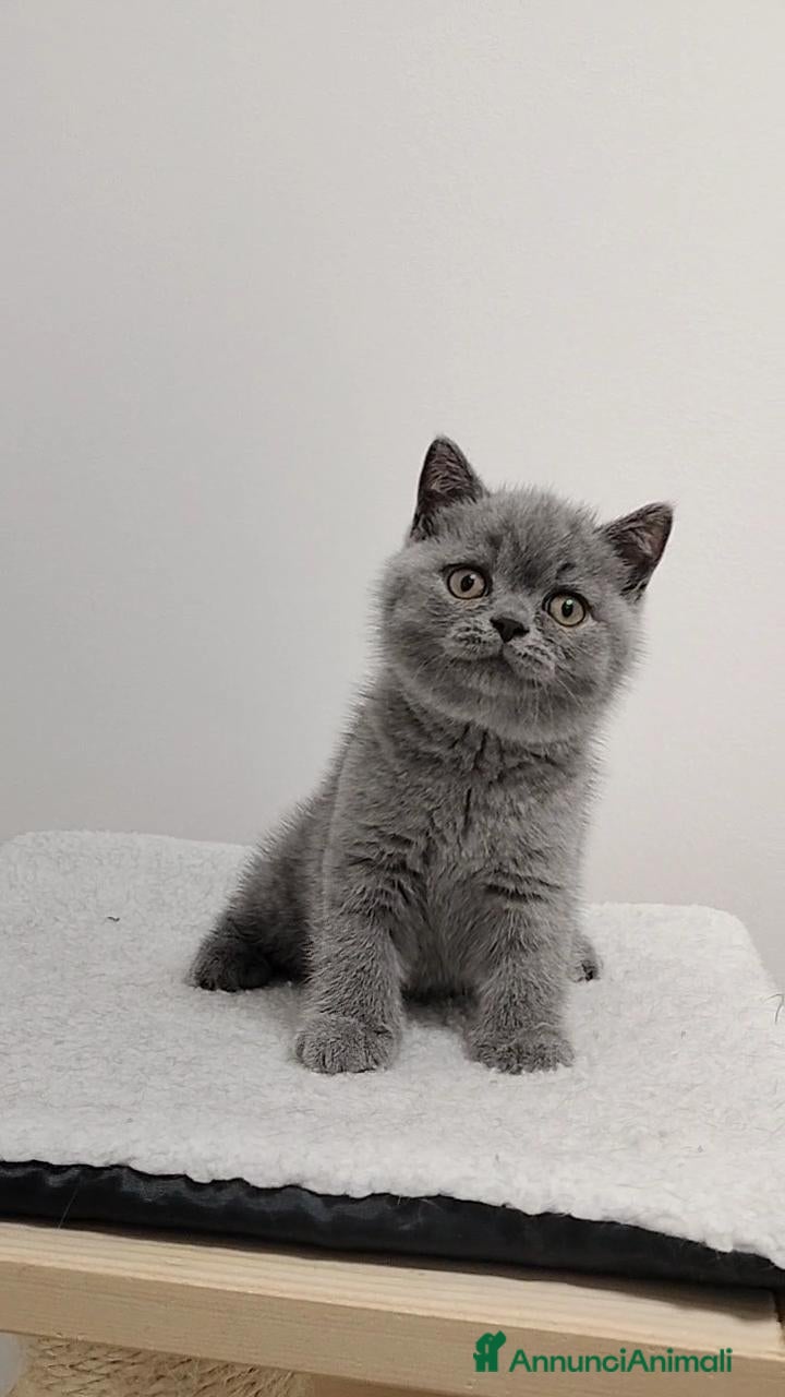 British gatti British shorthair cucciolo - Annuncio 14