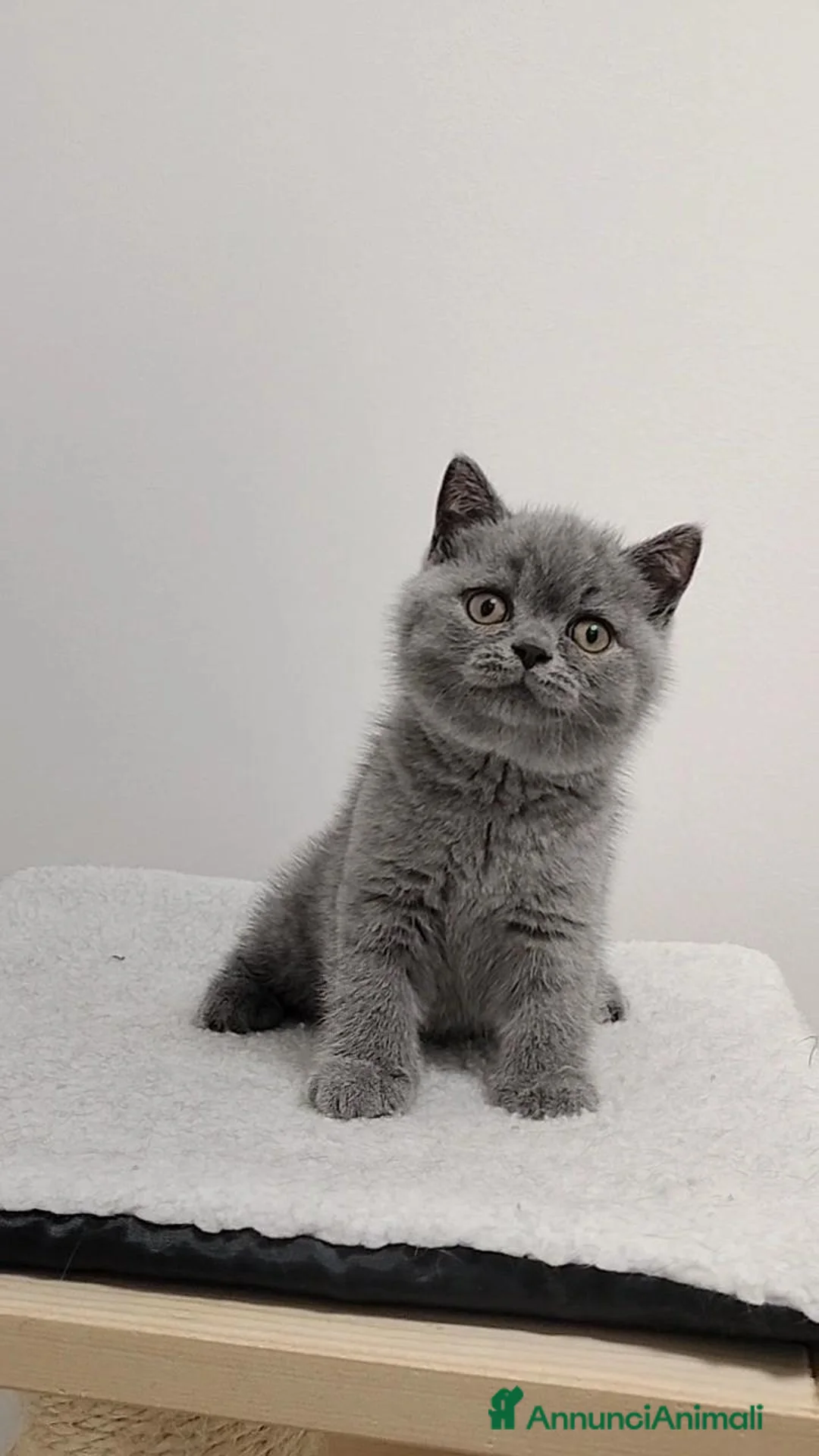 British gatti in vendita: British shorthair cucciolo - Annuncio 1