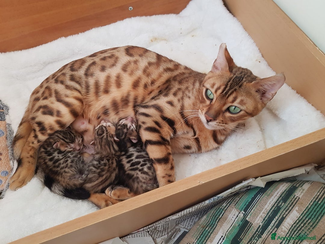 Bengala gatti in vendita: Pedigree Afsi - Annuncio 11