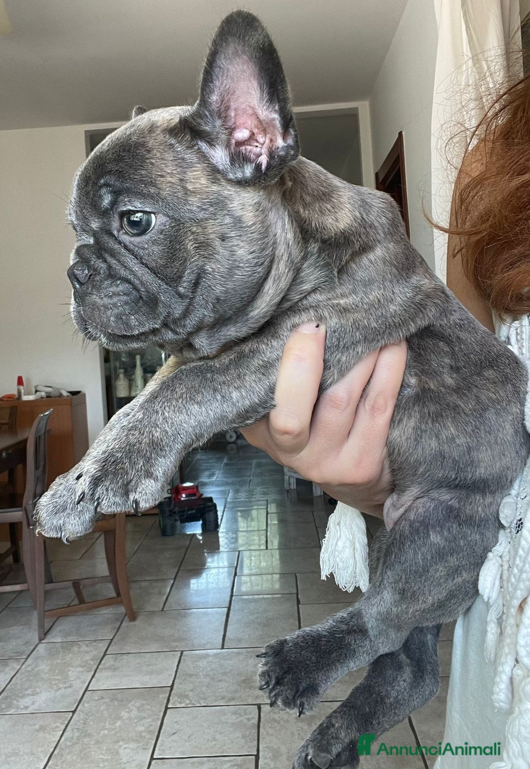 Bulldog Francese cani in vendita: Buldoghina francese, piccola e bella! - Annuncio 7