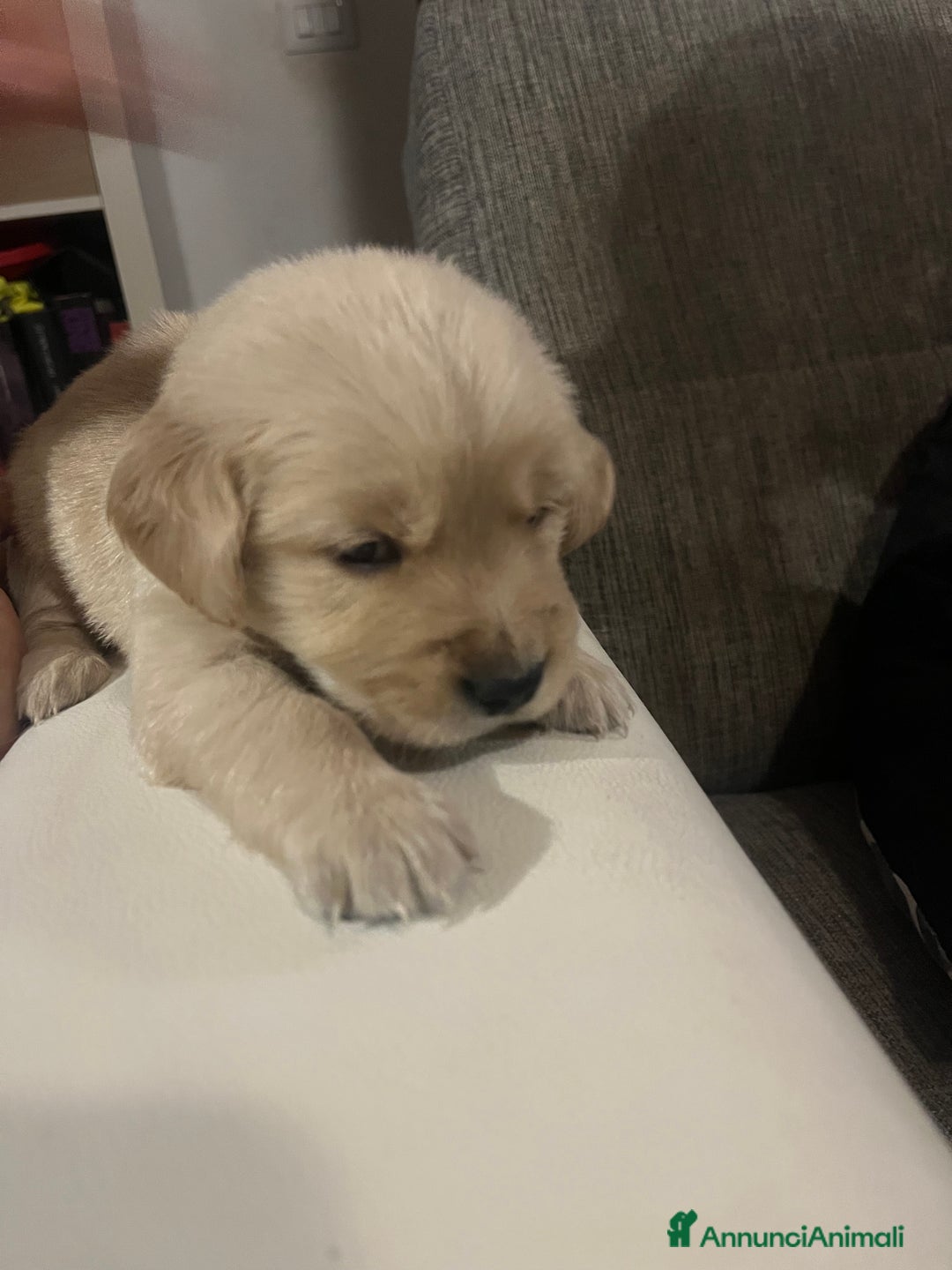 Golden Retriever cani in vendita: Cucciolo di Golden retriver anglo americani  - Annuncio 12