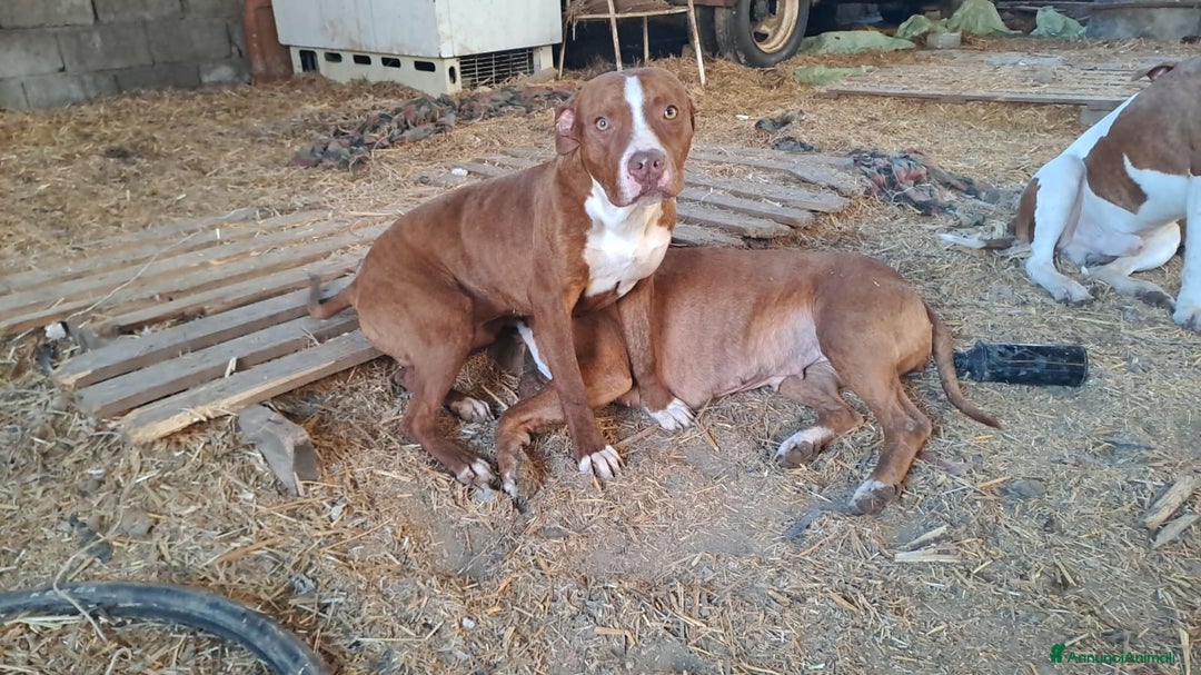 Pitbull cani in regalo: Drake Pitbull 8mesi ultimo rimasto.COSENZA SOS a Città metropolitana di Milano - Immagine 2