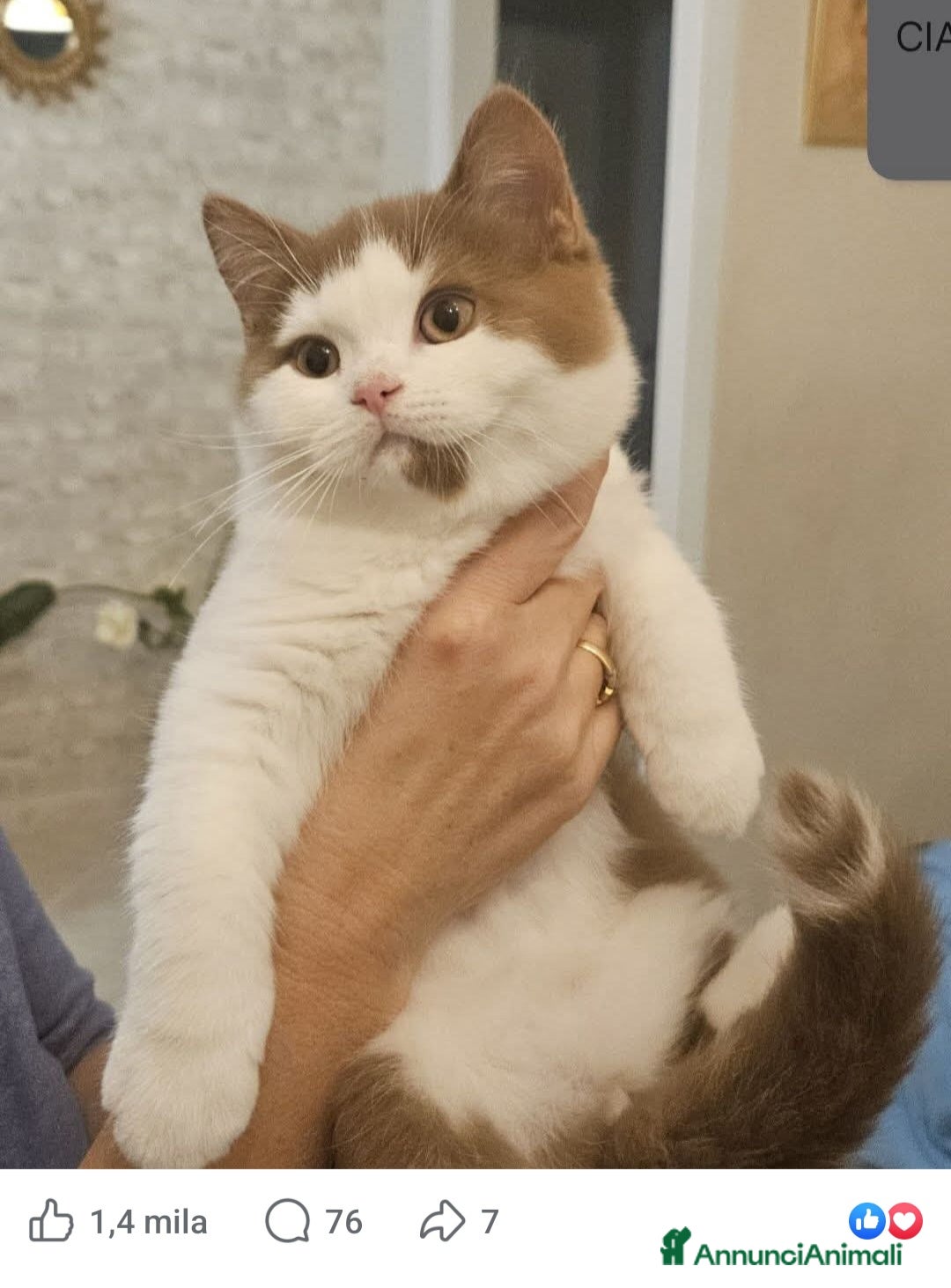 British gatti in vendita: British shorthair  - Annuncio 2