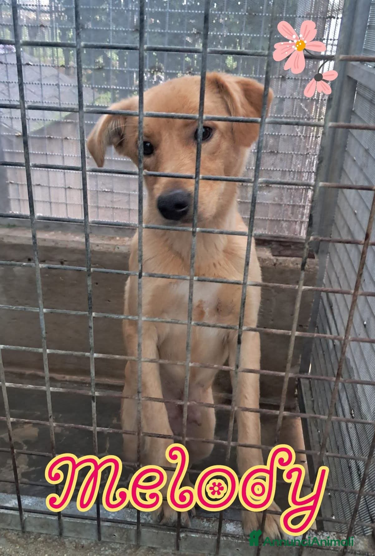 Meticcio cani in regalo: MELODY cucciola già fattrice - Annuncio 1