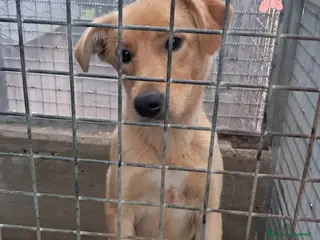 Meticcio cani in regalo: MELODY cucciola già fattrice - Annuncio 1