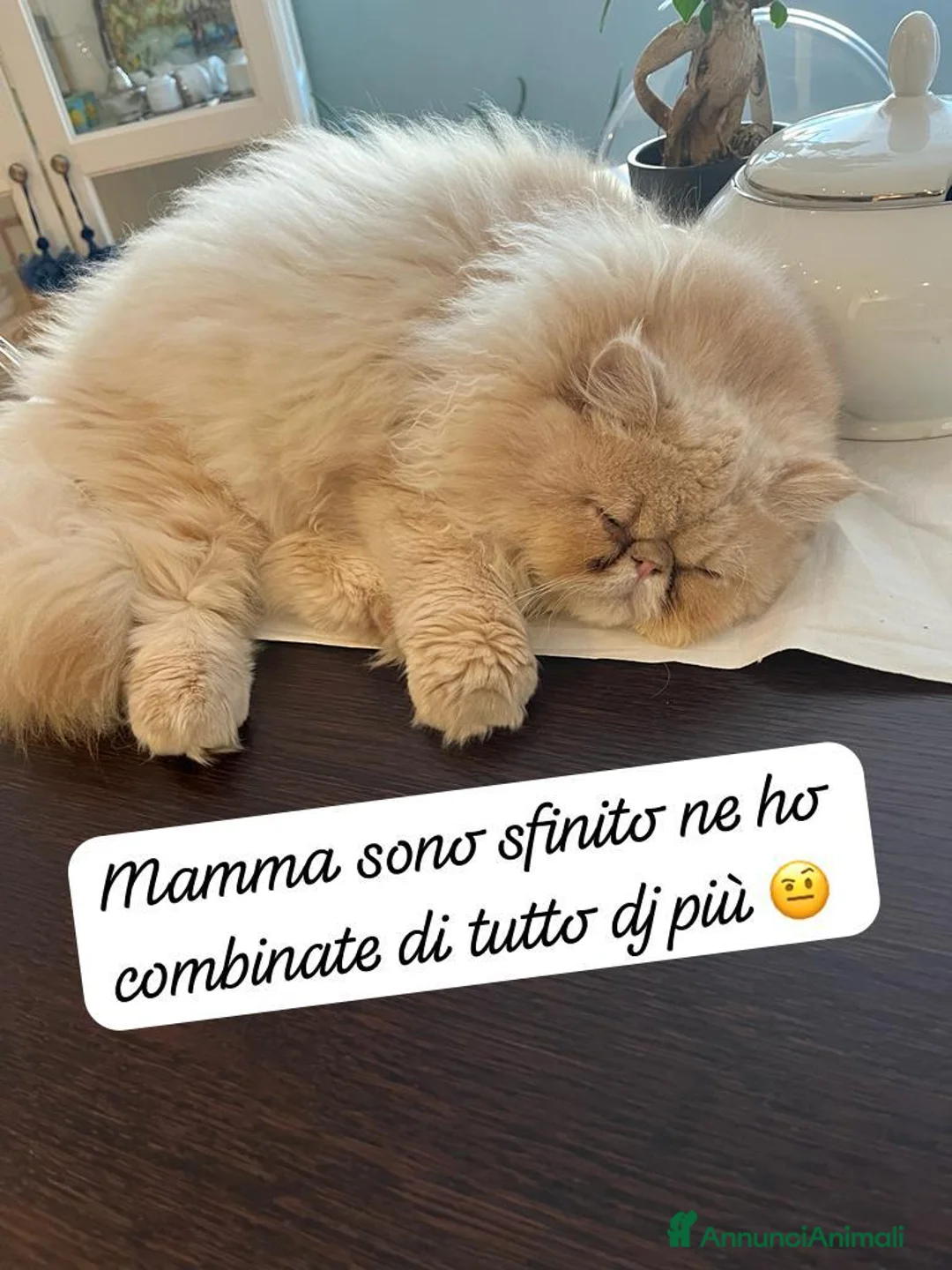 Persiano gatti per accoppiamento: Camillo cerca gattina per accoppiamento  - Annuncio 2