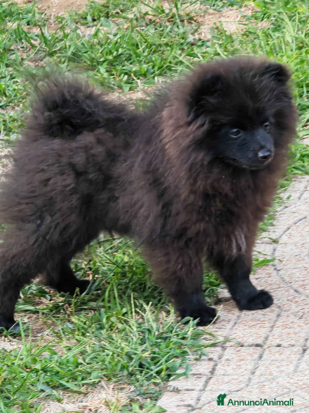 Spitz cani in vendita: Cucciolo spitz tedesco piccolo ( kleinspitz ) - Annuncio 3
