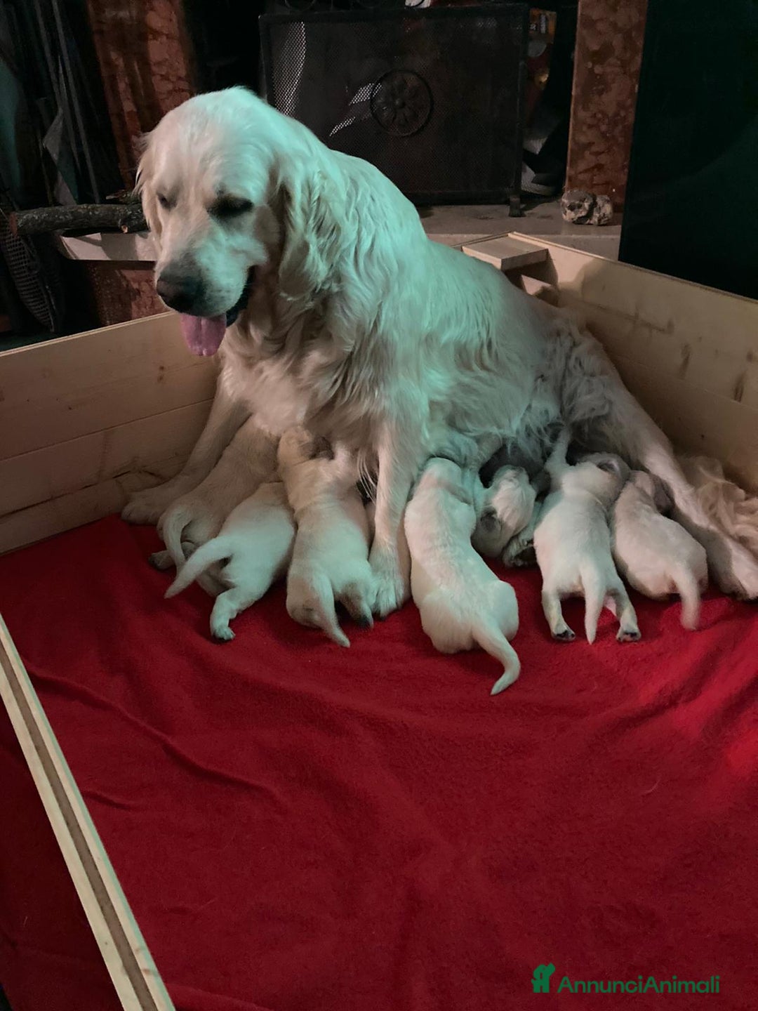 Golden Retriever cani in vendita: Cuccioli di Golden Retriever con pedigree a Provincia di Potenza - Immagine 6