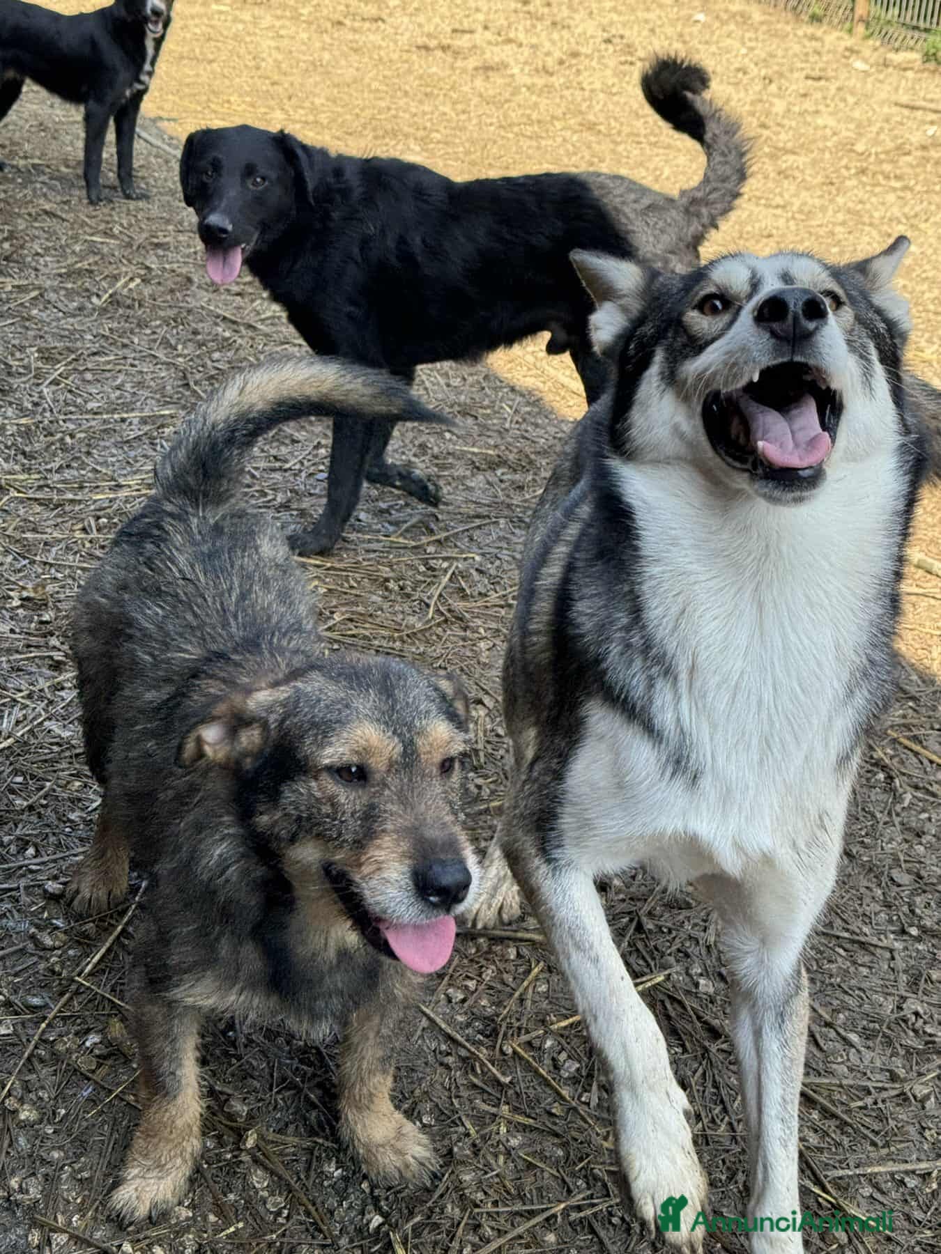 Husky cani BALTO, cucciolone MIX HUSKY simpaticissimo! - Annuncio 2