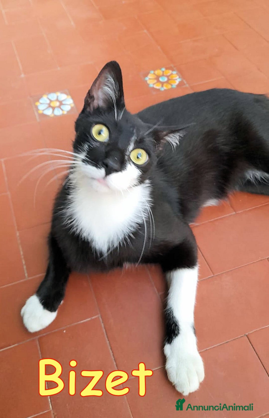 Europeo gatti in regalo: BIZET GATTINO SIMILSILVESTRINO - Immagine 3