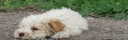 Lagotto cani in vendita: Cuccioli Lagotto romagnolo con pedigree  - Annuncio 3