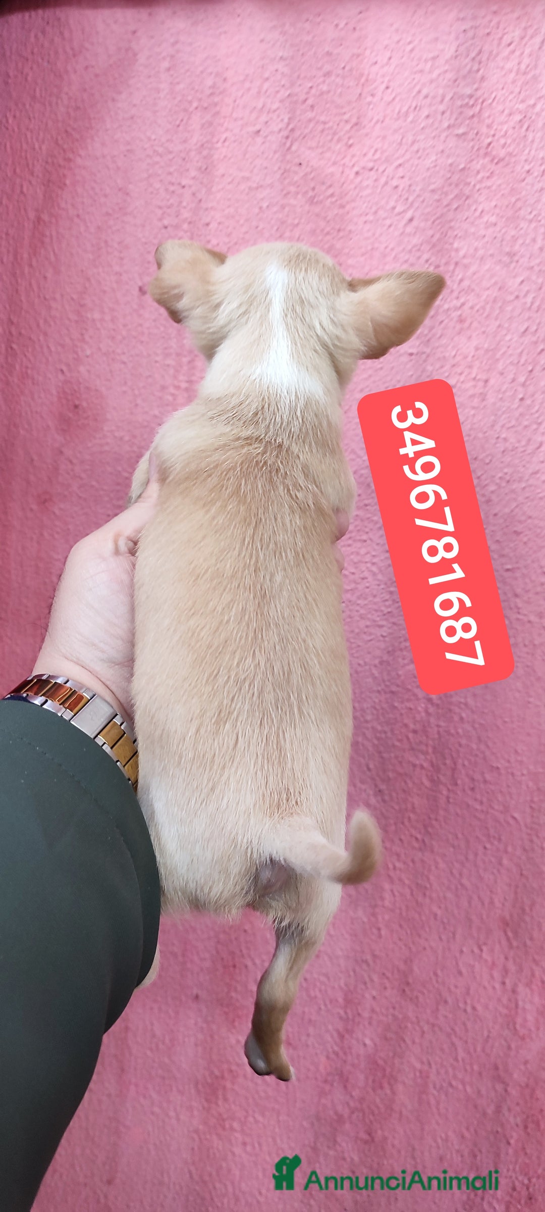 Chihuahua cani in vendita: CHIHUAHUA stupendo coccolino - Annuncio 2