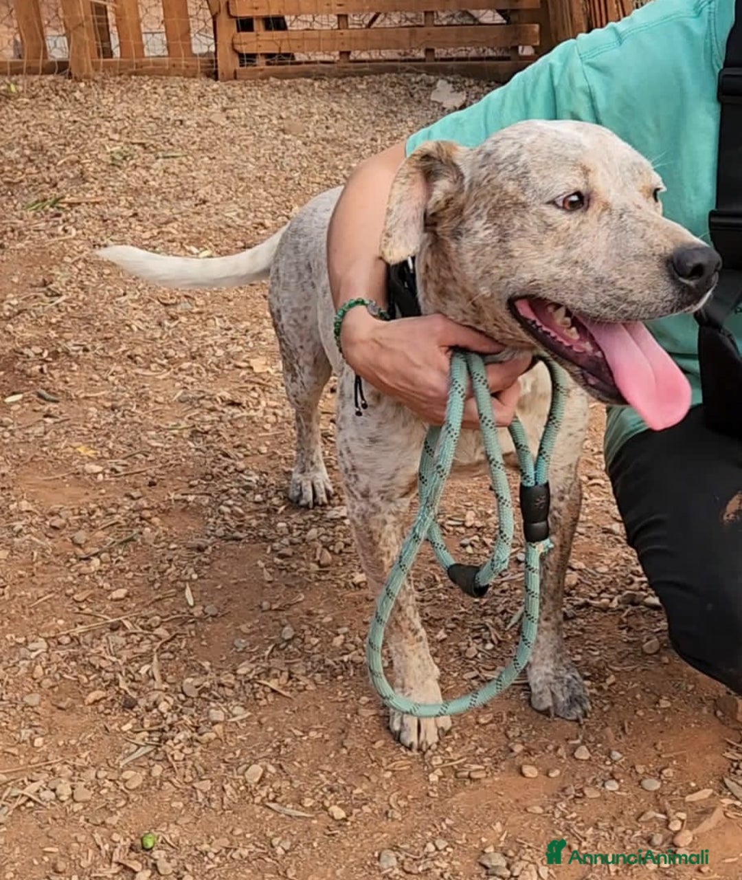 Meticcio cani in regalo: Molossino meno di 2anni buono e bellissimo.CALABR a Città metropolitana di Milano - Annuncio 4