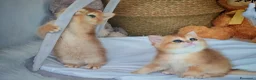 Scottish gatti in vendita: Straordinari Cuccioli Scottish - Annuncio 8