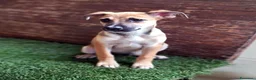 Meticcio cani in regalo: Ofelia doclissima cucciola in adozione a Città Metropolitana di Firenze - Annuncio 4