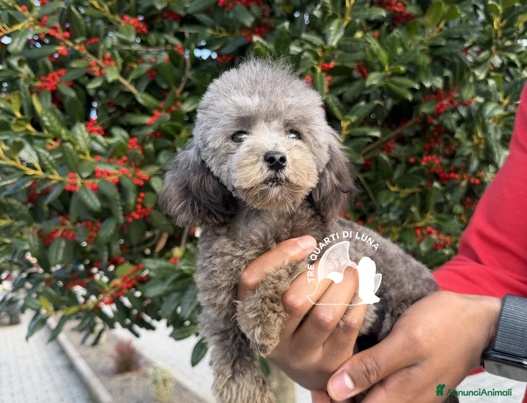 Barboncino Toy cani in vendita: Barboncino Cucciola Disponibile TREQUARTIDILUNA  - Annuncio 4