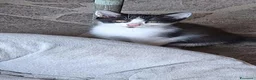 Altre razze gatti in regalo: 2 bellissimi gattini !! - Annuncio 16