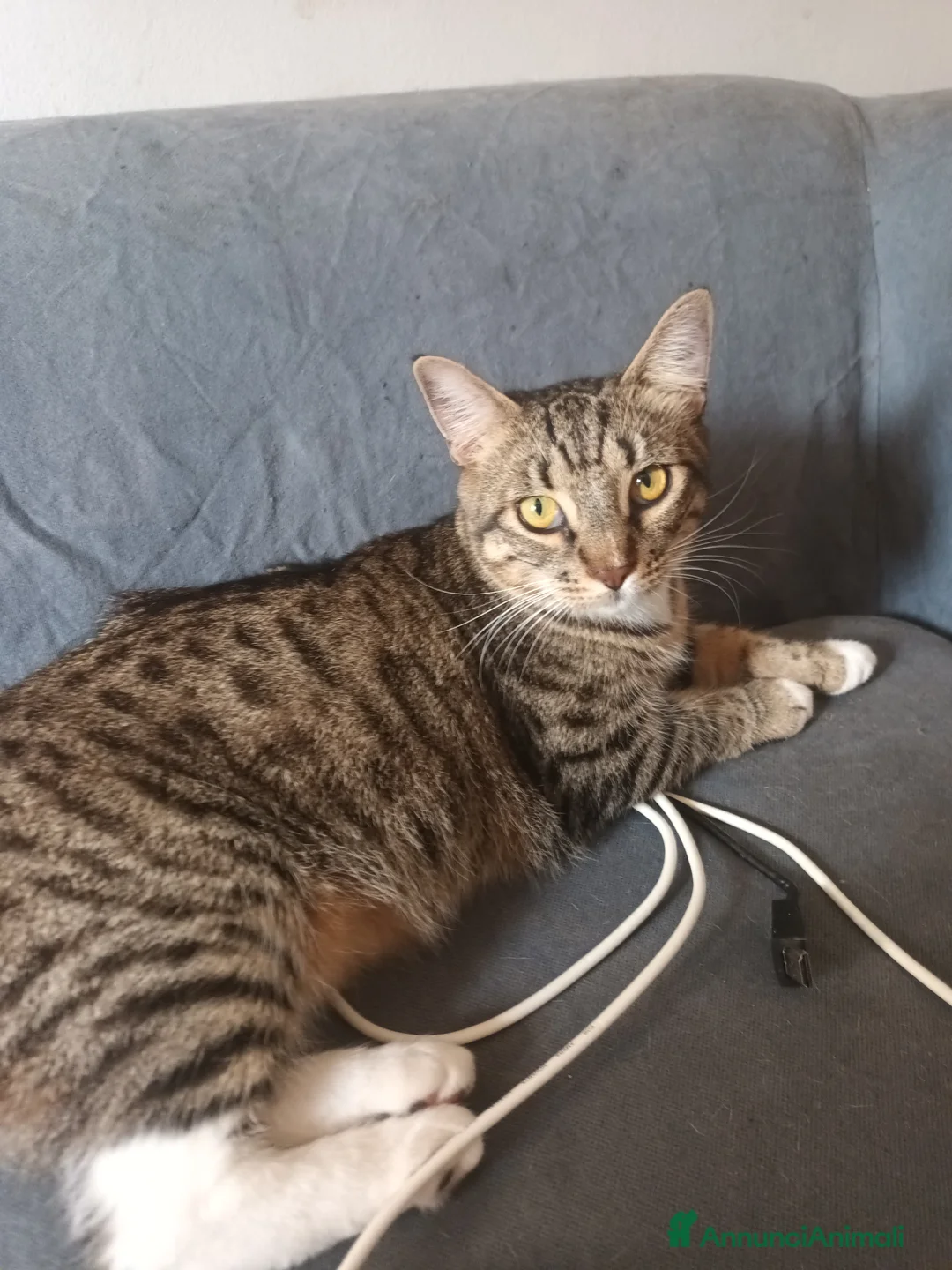 Meticcio gatti in regalo: 2gattine femmine,gattino maschio/2 cuccioli maschi - Annuncio 5