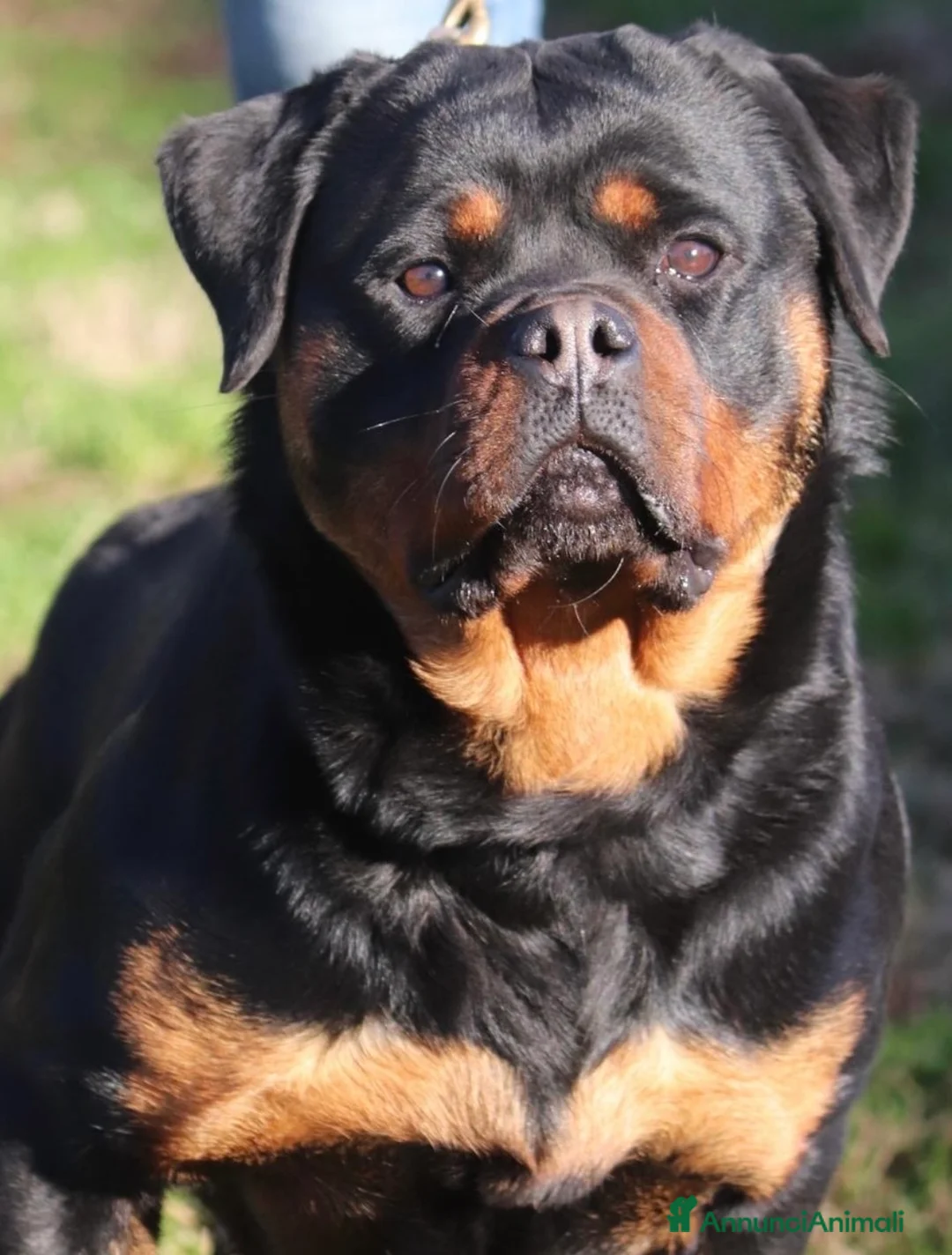 Rottweiler cani in vendita: Rottweiler cuccioli con pedigree  - Annuncio 1