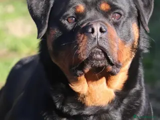 Rottweiler cani Rottweiler cuccioli con pedigree - Annuncio 2