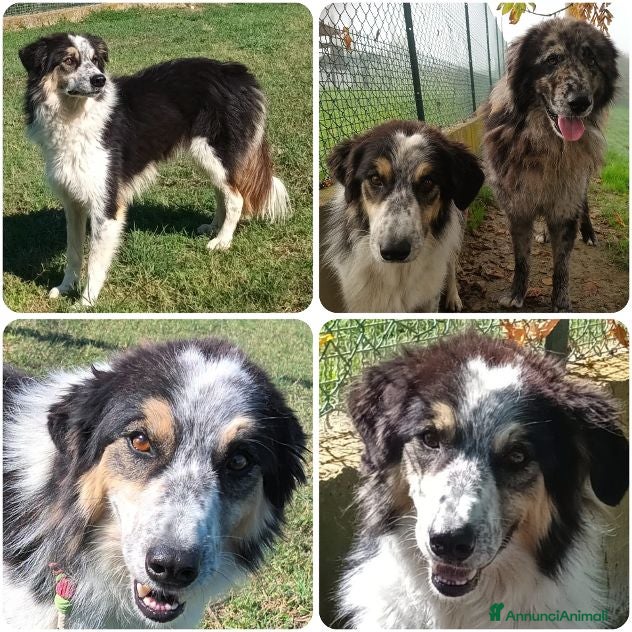 Meticcio cani EVA e RUFUS 2anime in un nocciolo - Annuncio 9