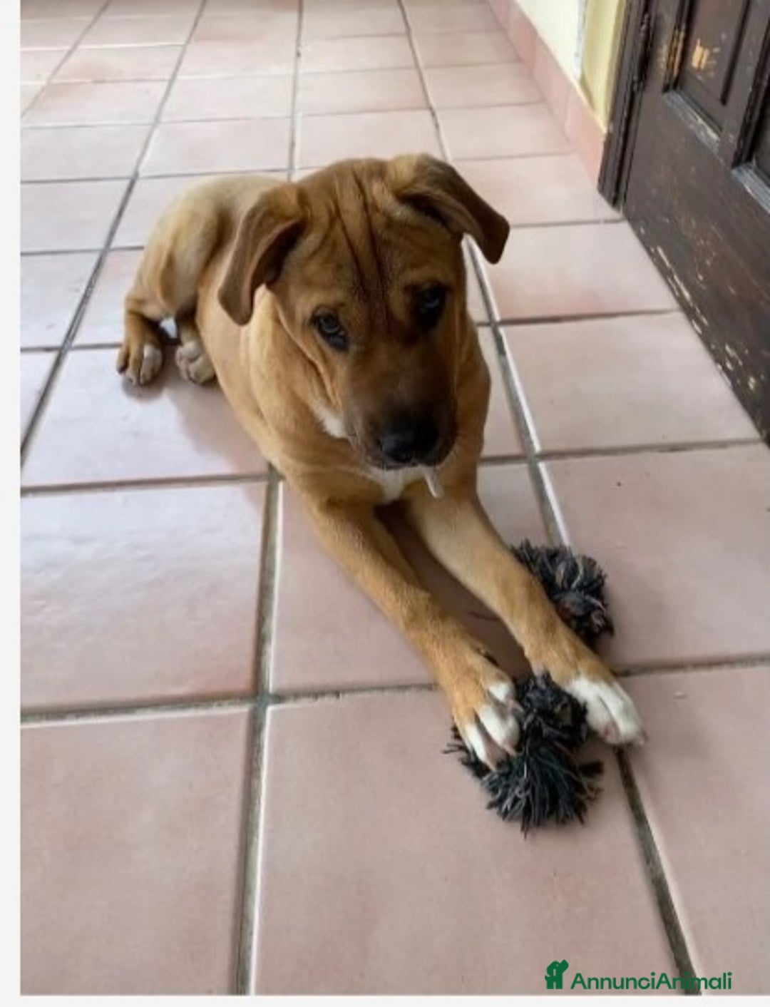 Meticcio cani in regalo: Mix Sharpei femmina color miele 4anni.SICILIA a Città metropolitana di Milano - Annuncio 3