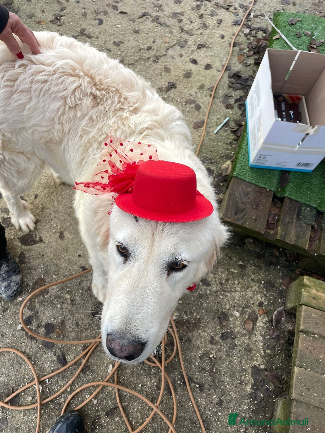 Meticcio cani in regalo: IL SUPER DOLCE LUCKY CERCA CASA a Città metropolitana di Roma Capitale - Annuncio 7