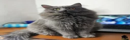 Siberiano gatti per accoppiamento: Gatto siberiano maschio per monte - accoppiamento - Annuncio 4