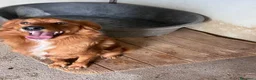 Meticcio cani in regalo: Zito cucciolotto in canile  - Annuncio 2