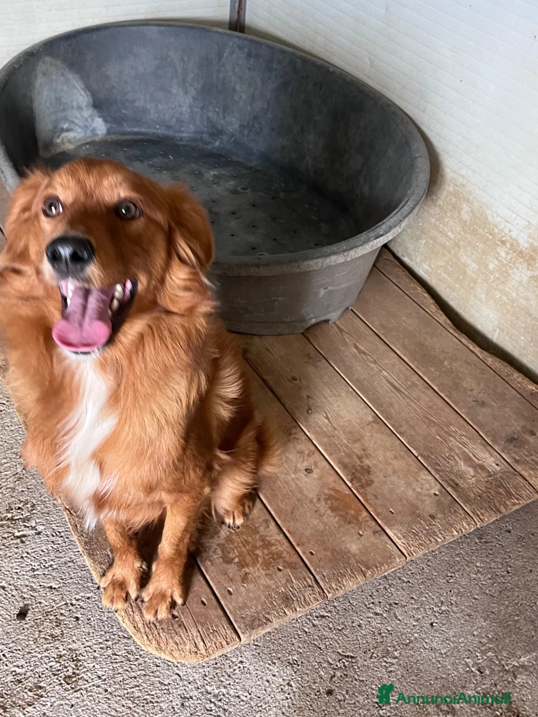 Meticcio cani in regalo: Zito cucciolotto in canile  - Annuncio 2