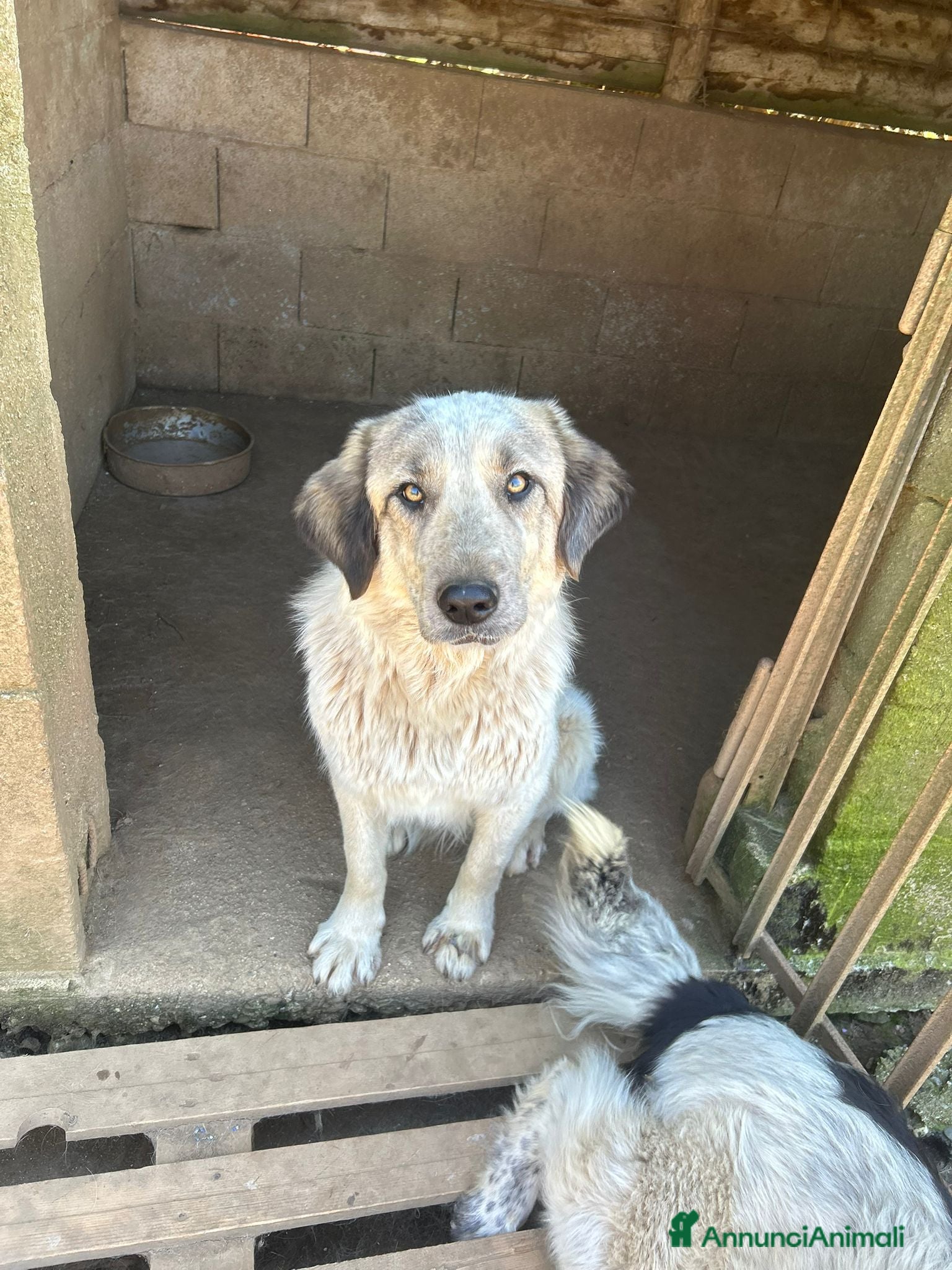 Meticcio cani Gracy splendida giovanotta cerca casa  - Annuncio 8