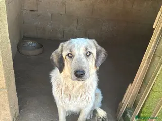 Meticcio cani Gracy splendida giovanotta cerca casa - Annuncio 8