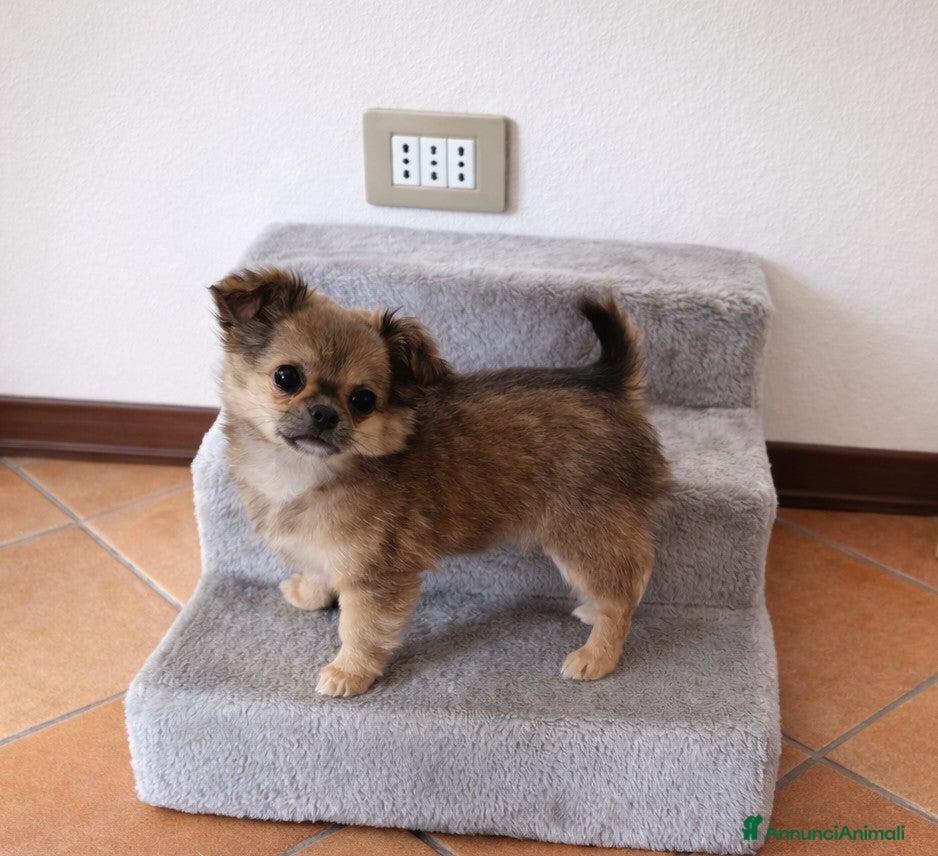 Chihuahua cani Cucciola di Chihuahua a pelo lungo  - Annuncio 19