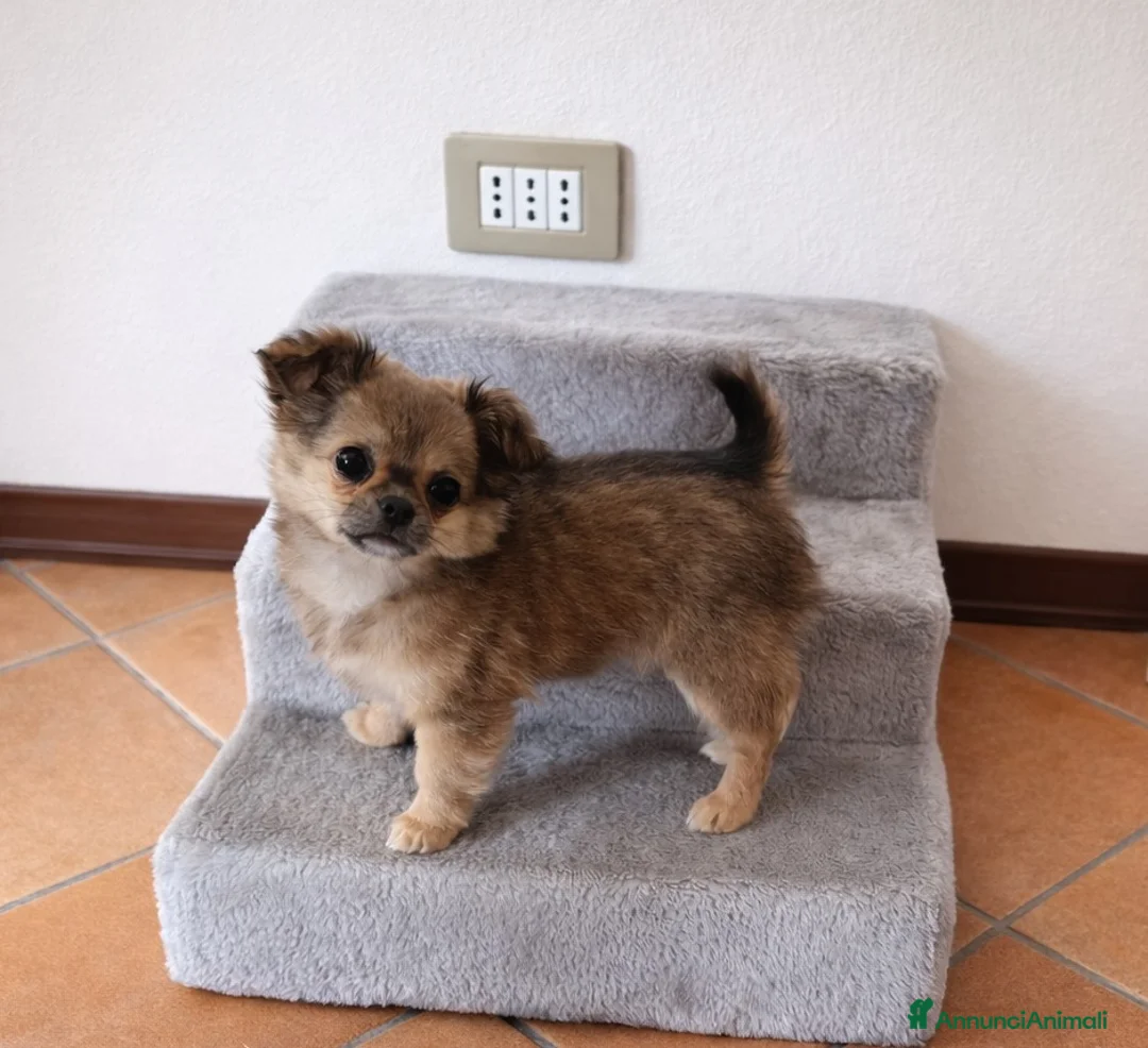 Chihuahua cani in vendita: Cucciola di Chihuahua a pelo lungo  - Annuncio 1