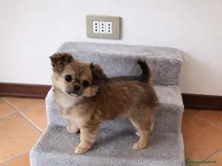 Chihuahua cani Cucciola di Chihuahua a pelo lungo - Annuncio 19