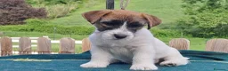 Jack Russell cani in vendita: Cuccioli Jack Russell ruvido - Annuncio 12