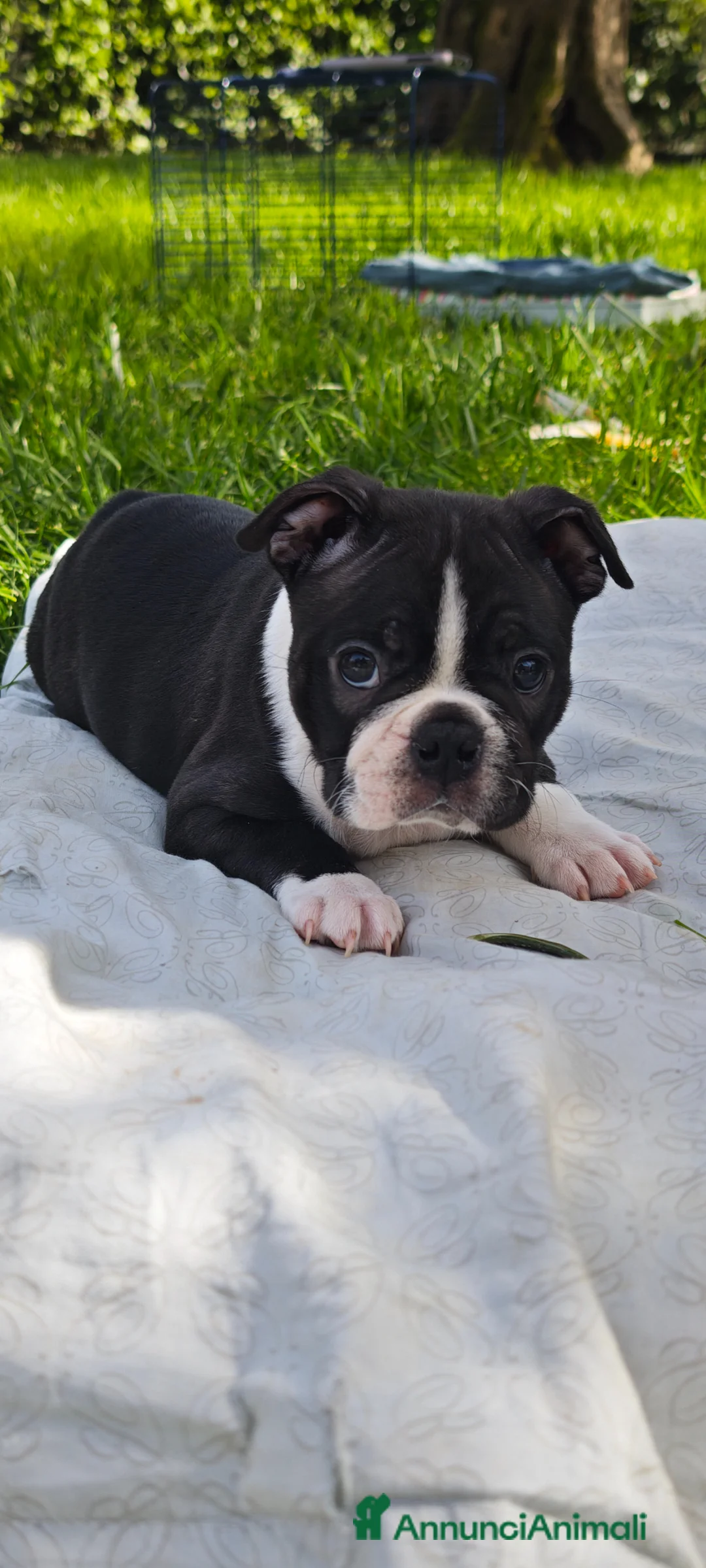 Boston Terrier cani in vendita: Maschietto di boston terrier  a Provincia di Lucca - Annuncio 2