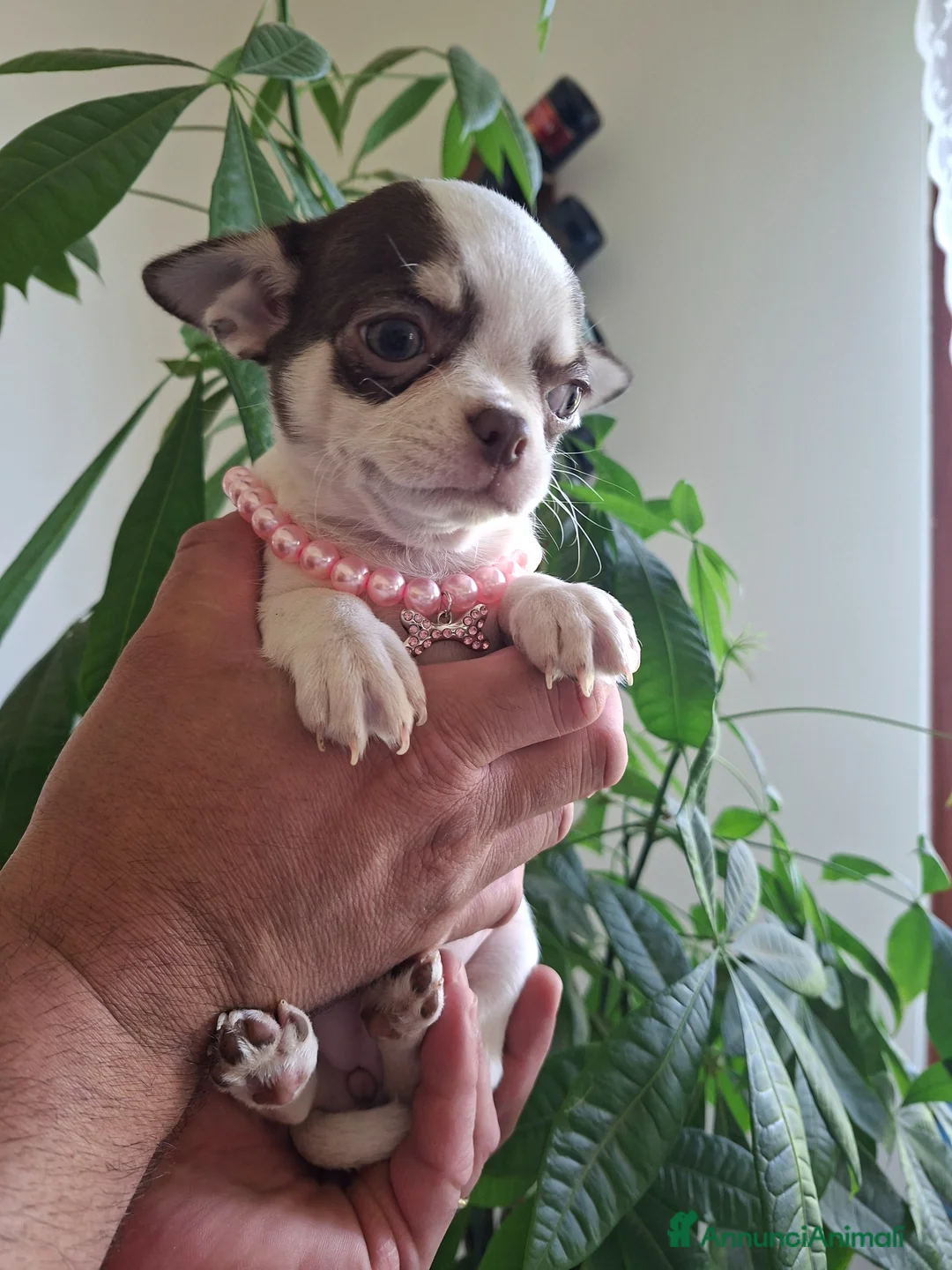 Chihuahua cani in vendita: Femmina chihuahua  - Annuncio 2