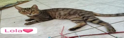 Meticcio gatti in regalo: Lola cerca casa,due anni di pura dolcezza  - Annuncio 2